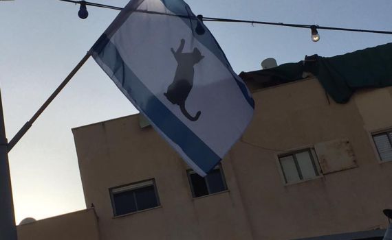 'בזוי ופוגע': דגלי ישראל עם חתול שחור