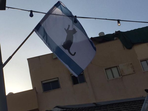 'בזוי ופוגע': דגלי ישראל עם חתול שחור