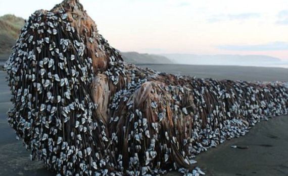 החפץ המסתורי שסוחף אחריו את הרשת