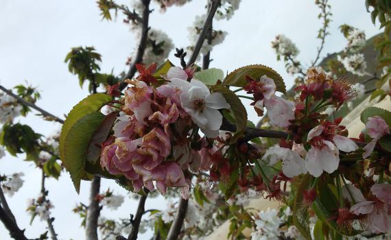ירידה בטמפרטורות; נאה וטפטוף: תחזית מזג האוויר לשבוע הקרוב