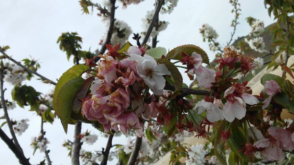 ירידה בטמפרטורות; נאה וטפטוף: תחזית מזג האוויר לשבוע הקרוב