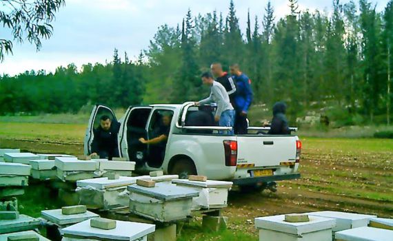 צפו: הדרך הגאונית בה תפס החקלאי את הגנבים