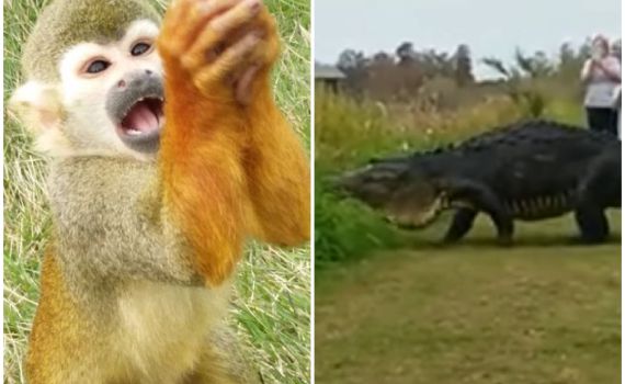 ויראלי: החיות שלא הייתם רוצים לפגוש באמצע חופשה