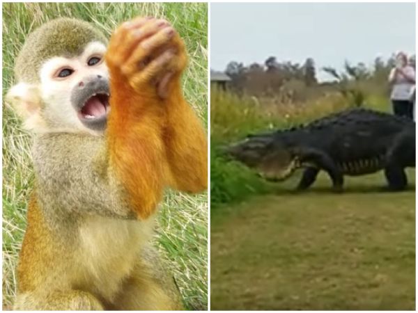 ויראלי: החיות שלא הייתם רוצים לפגוש באמצע חופשה