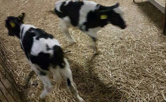 השוטרים תפסו על חם ערבים גונבים עגלים