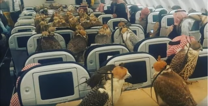 הזוי: קנה 80 כרטיסי טיסה לציפורי המחמד שלו