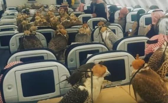 הזוי: קנה 80 כרטיסי טיסה לציפורי המחמד שלו