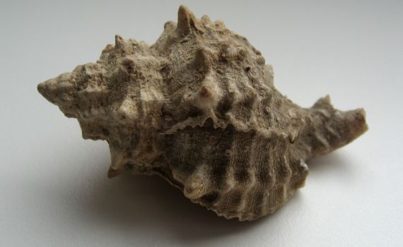 בהר הבית נמצאה הקונכייה להפקת פתיל תכלת