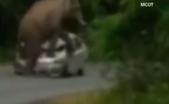 צפו • ניסה לצלם סלפי עם פילים ונרמס למוות