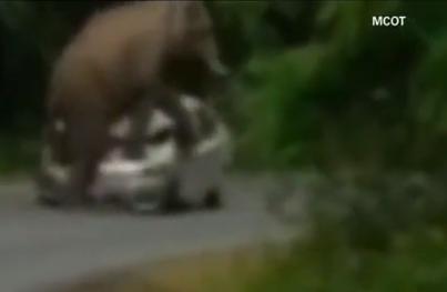 צפו • ניסה לצלם סלפי עם פילים ונרמס למוות