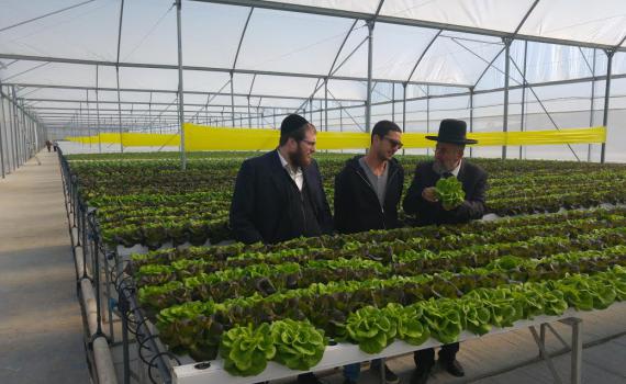 פסק ההלכה שהציל לחקלאי החילוני מליוני שקלים