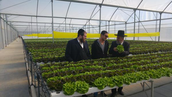 פסק ההלכה שהציל לחקלאי החילוני מליוני שקלים