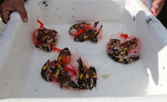 סוכלה הברחה של ציפורי שיר בשווי אלפי שקלים מעזה לישראל