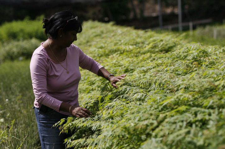 לראשונה בישראל: משתלה עם פיקוח הלכתי לכלאיים וערלה