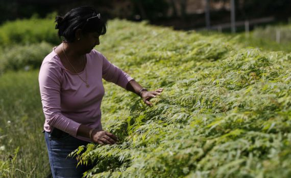 לראשונה בישראל: משתלה עם פיקוח הלכתי לכלאיים וערלה