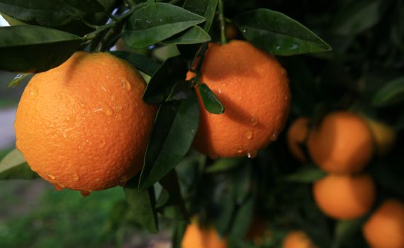 ט"ו בשבט: ראש השנה לאילנות – מה זה אומר?