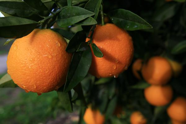 ט"ו בשבט: ראש השנה לאילנות – מה זה אומר?