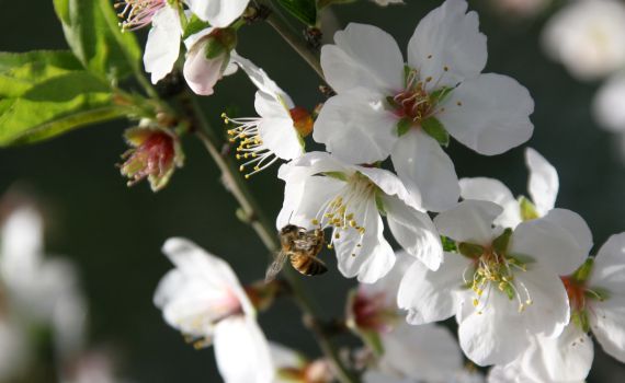 ברכת האילנות: נוסח הברכה עם כל הבקשות והתוספות