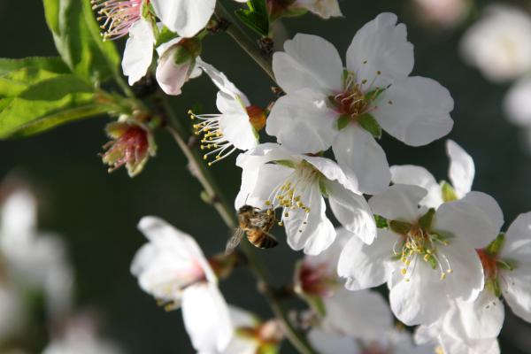 ברכת האילנות: נוסח הברכה עם כל הבקשות והתוספות