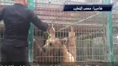 זוועה בגן החיות: דב אכל את ידו של ילד בן 9