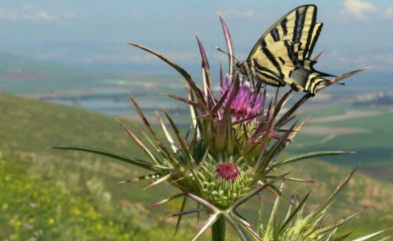 עדין מתלבטים? בואו לגלות את המקומות הכי יפים בארץ