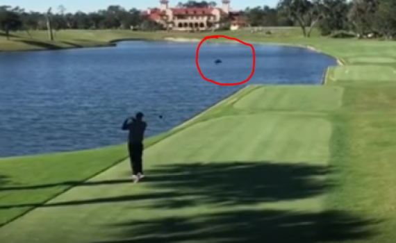 קשה לצפיה: שחקן גולף חבט בכדור והרג ברווז