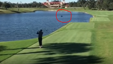 קשה לצפיה: שחקן גולף חבט בכדור והרג ברווז