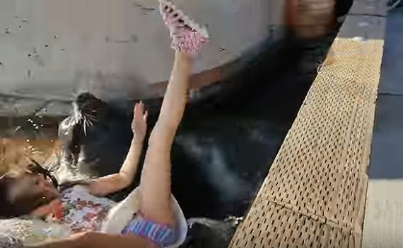 אימה ברציף: אריה ים משך ילדה לתוך המים. צפו