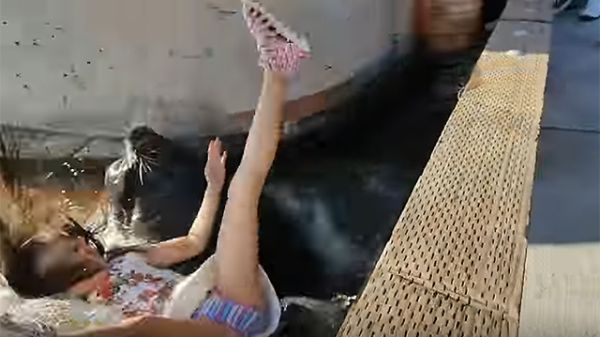 אימה ברציף: אריה ים משך ילדה לתוך המים. צפו