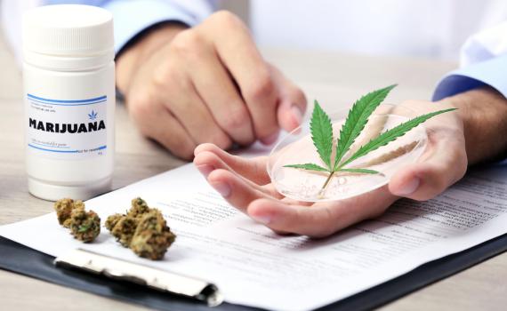 המכללה האקדמית הדסה י-ם: "קורס מחקר ויזמות בקנאביס רפואי"