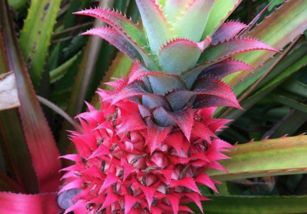 לא רק בגלל הצבע: האננס הוורוד הוא הלהיט הבא