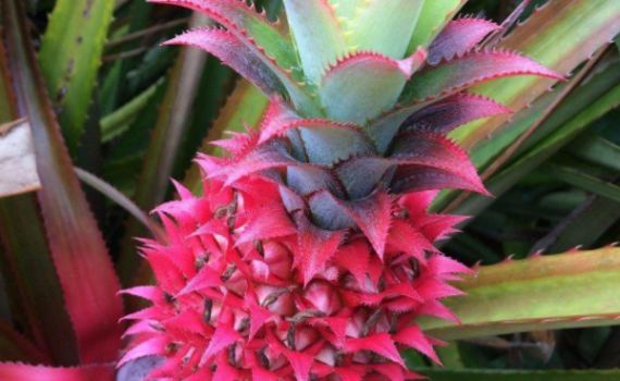 לא רק בגלל הצבע: האננס הוורוד הוא הלהיט הבא