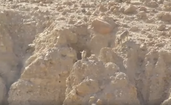 צפו: המרדף הנדיר במדבר יהודה שהפקח הספיק לתעד