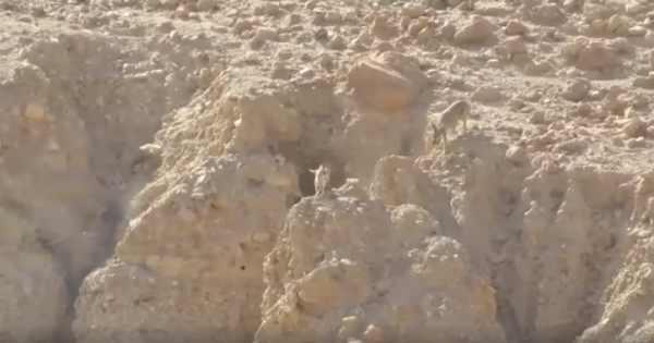 צפו: המרדף הנדיר במדבר יהודה שהפקח הספיק לתעד