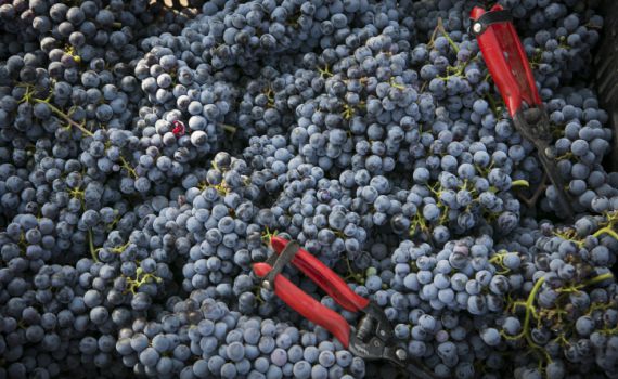 בגלל ענבים: אם ובנה פונו לבית החולים במצב קשה מאוד