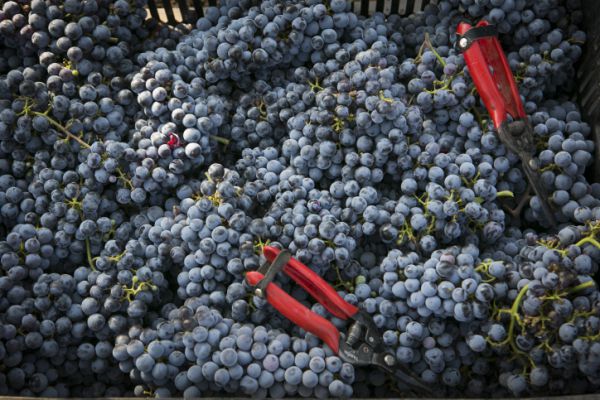 בגלל ענבים: אם ובנה פונו לבית החולים במצב קשה מאוד