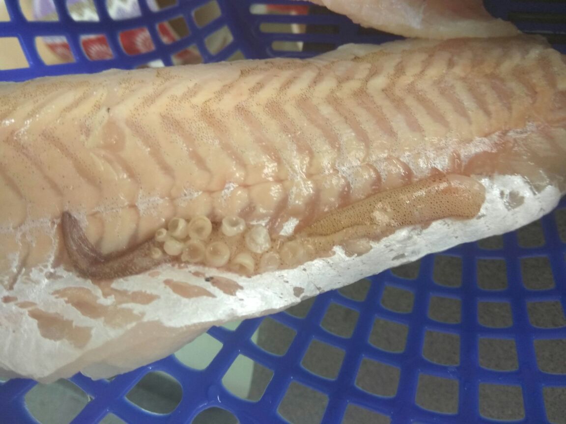 ההפתעה שנמצאה בתוך בטן הדג הכשר למהדרין