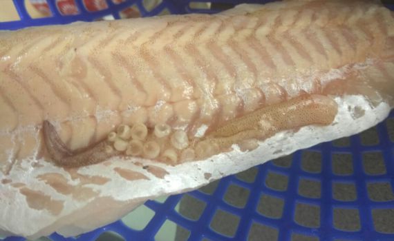 ההפתעה שנמצאה בתוך בטן הדג הכשר למהדרין