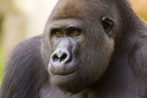 צפו: הגורילה שמרקידה את הרשת