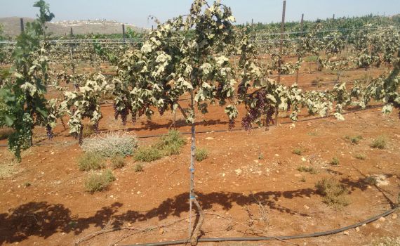 הטרור החקלאי: עוזרים לצביקי לשקם את הכרם