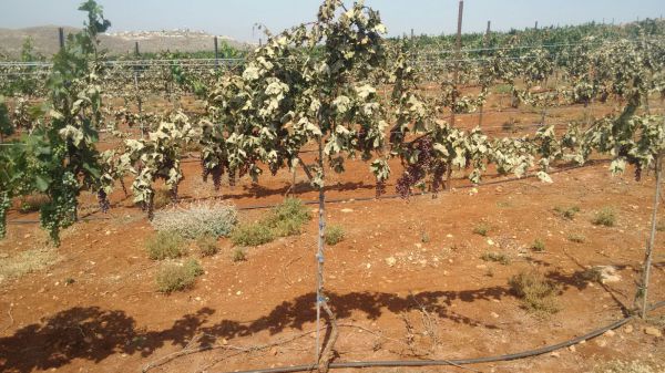 הטרור החקלאי: עוזרים לצביקי לשקם את הכרם