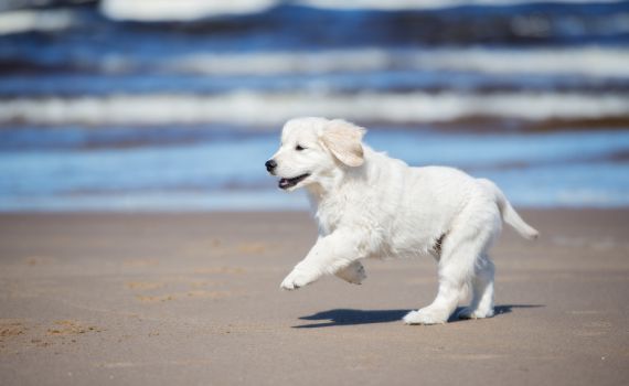 ידידו הטוב של האדם: צפו בכלב האמיץ שהציל חיים