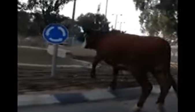 הלם בבאר שבע: שוורים הסתובבו חופשי ברחוב. צפו