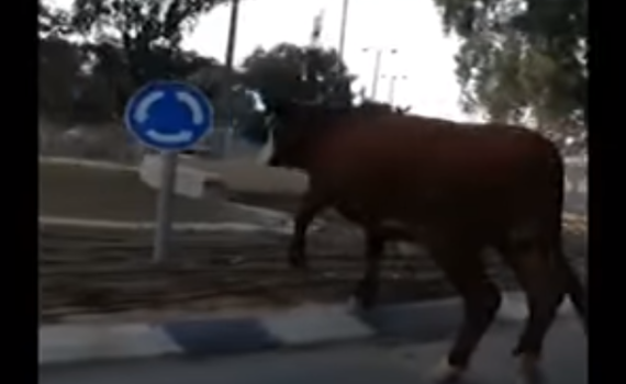 הלם בבאר שבע: שוורים הסתובבו חופשי ברחוב. צפו