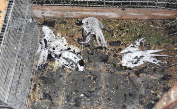 הסתכסך עם השוכר ושרף למוות עשרות תוכיים