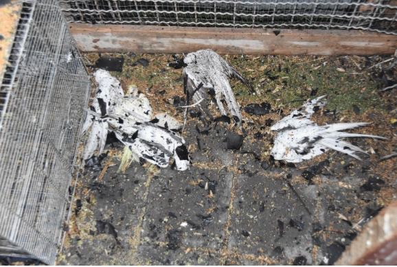 הסתכסך עם השוכר ושרף למוות עשרות תוכיים