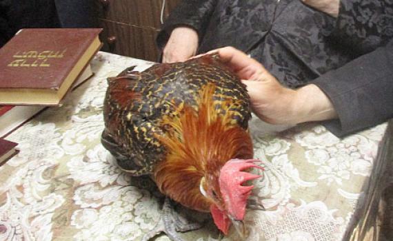 כשר או לא כשר? הרב אבינר מנסה לעשות סוף למחלוקת הגדולה