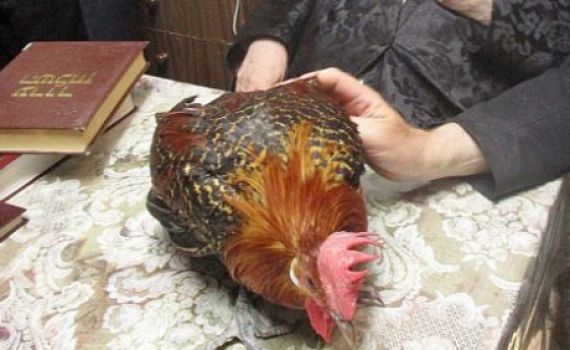 הרב הסרוג הכריע: "תרנגול הבראקל כשר"