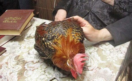 הרב הסרוג הכריע: "תרנגול הבראקל כשר"