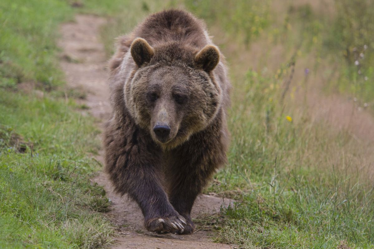 רומניה ושלושת הדובים: טיול חופשי בשכונה • צפו